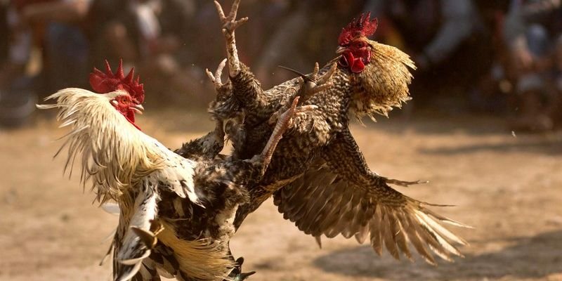 Giới thiệu về nền tảng đá gà trực tuyến nổi bật 999Bet