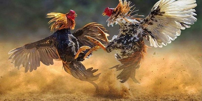 Kinh nghiệm và mẹo cá cược tại nhà cái đá gà 999Bet